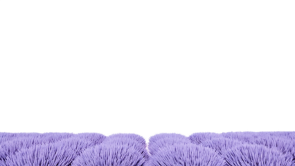 Blooming lavender field creating a path isolated on white background PNG