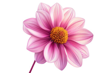 Pink Flower Blossom with Yellow Core and Delicate Petals, Floral Beauty