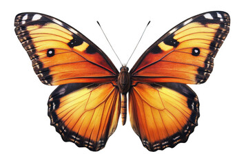 Explore Vivid Details Of An Orange Butterfly With Delicate Wing Pattern, Exotic Beauty