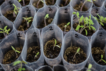 Seedlings in a plastic tray close-up. Planted seed and after some time grown sprouts