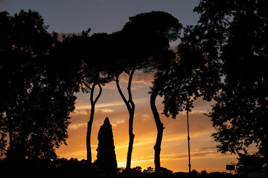 Park Trees Silhouette At Sunset