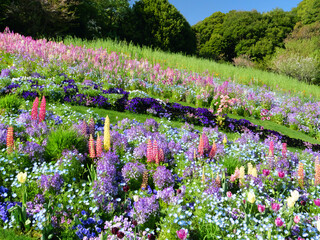 日本、神奈川県、春、花畑のルピナス