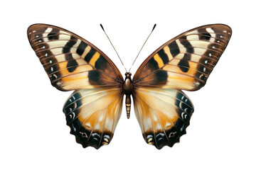 Graceful Butterfly, Colorful Wing Pattern Insect And Delicate Beauty Theme