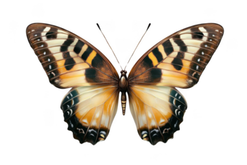 Graceful Butterfly, Colorful Wing Pattern Insect And Delicate Beauty Theme