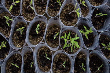 Seedlings in a plastic tray close-up. Planted seed and after some time grown sprouts
