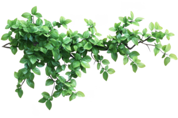 Greenery Foliage Frame, Lush Plant Brings Botanical Vibe & Tranquil Nature