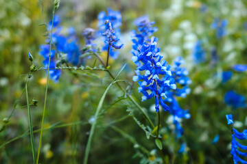 Bluebonnets growing against a green background