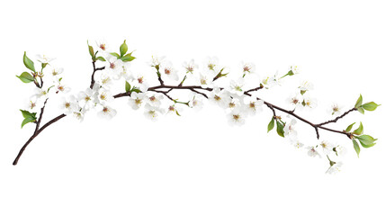 Almond flower with small white flowers and green leaves, Almond flower with small white flowers and greenness, Almond white flowers among green leaves, on a transparent backgrounds
