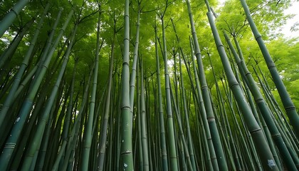 Fototapeta premium Bamboo Forest Green Trees