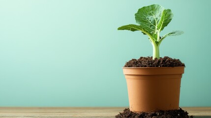 Single cabbage growing tightly in a pot with mulch base, ideal for farm-to-table concept.