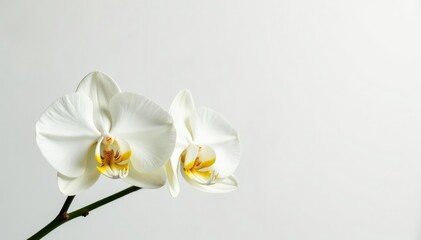 Obraz premium Delicate white orchid blossom against pure white backdrop, simple, floral, artistic