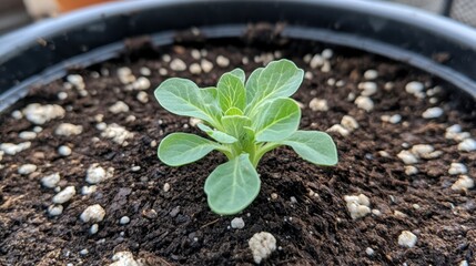 Single cabbage growing tightly in a pot with mulch base, ideal for farm-to-table concept.