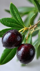 Two Ripe Olives Hanging from Tree Branch with Green Leaves and Water Droplets