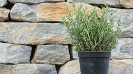 Single rosemary sprig growing strong in a matte black container against stone wall.