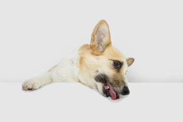 Portrait hungry corgi puppy dog eating beef dryed lung cubes over a blank or table. Isolated on white background