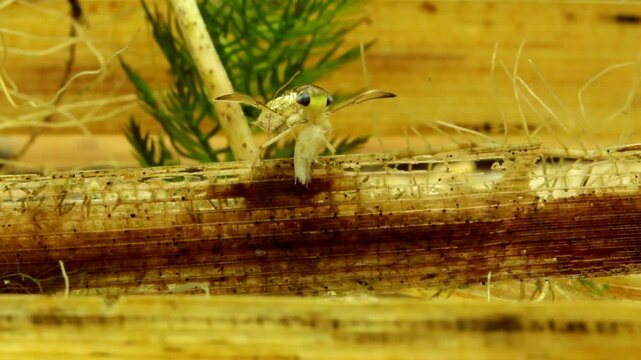 Adult Water Boatman (Cymatia americana) underwater in studio, feeding on a scud (Hyalella sp.), stylet visible probing the tissue, moderate macro close-up. 