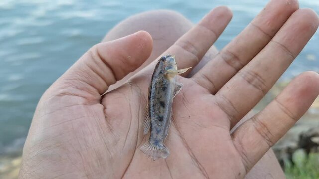 A small mudskipper (Periophthalmus sp.) is gently held in a person's hand with a river estuary in the background
