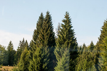 trees in the field