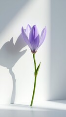 A purple flower with a long stem and shadow on the white background