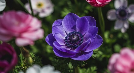 Vibrant Purple Anemone in Bloom - Close-up of a single purple anemone flower surrounded by other pink and white blooms. Soft natural light, shallow depth of field