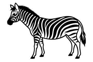 zebra isolated on white