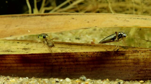 Two Water Boatmen (Cymatia americana) underwater in studio, showing grooming behavior, plastron reflecting like a mirror, moderate close-up. 