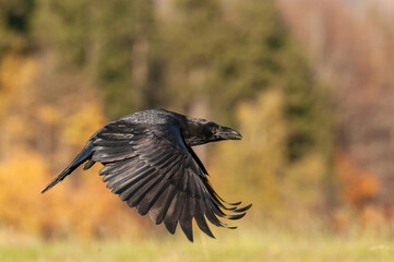 Common raven (Corvus corax) glides through the air with outstretched wings over an autumn meadow. The blurred golden forest behind intensifies the bird’s glossy black silhouette.