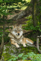 Wolf (Canis lupus) rests quietly on a moss-covered rock surrounded by deep forest foliage. The soft...
