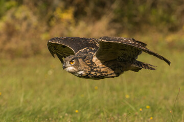 Eurasian eagle-owl (Bubo bubo) flies silently over grassy terrain. The owl glides low and focused through the sunlit field. The intensity in its eyes captures the thrill of a predator in motion.