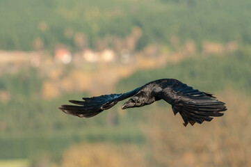 Common raven (Corvus corax) flies high over a distant hillside. The bird travels across an open sky...