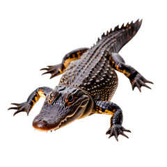 Close-Up of a Crocodile Featuring Textured Skin and Sharp Teeth on a Plain Background