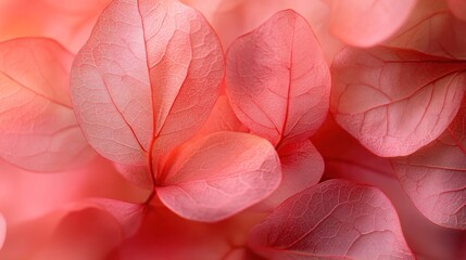 Delicate pink floral petals creating a soft romantic and textured abstract background  The image showcases the natural beauty and fragility of the petals with a focus on their vibrant color