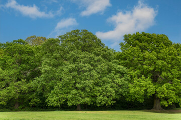 Horsechestnut trees and blue sky with wispy clouds
