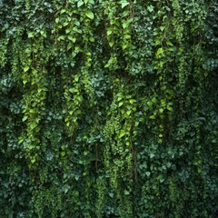 Lush green foliage cascading down a wall