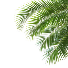 Fototapeta premium lush green palm fronds nature