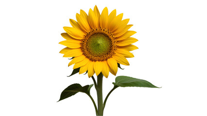 Fototapeta premium Bright Yellow Sunflower Isolated on White Background