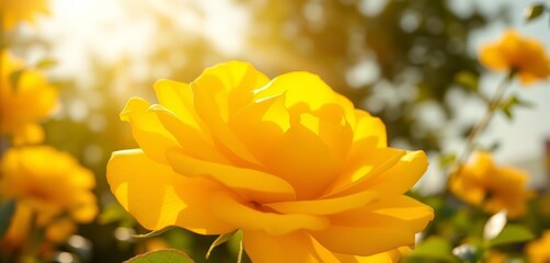 Bright yellow rose blossoms open wide in warm sunlight, petals radiating outwards like tiny suns,  floral,  spring