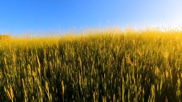 Green grass blades gently swaying in sunlit field, creating peaceful landscape with clear blue sky and tranquil countryside atmosphere under golden light