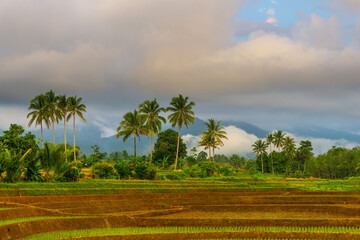 Obraz premium Beautiful morning view indonesia Panorama Landscape paddy fields with beauty color and sky natural light