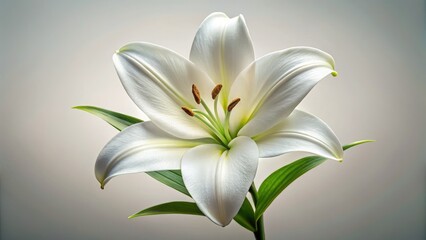 Obraz premium Aerial View White Lily Flower, High-Resolution Image, Isolated Floral Background, Botanical Photography, Pure White Lily, Close-up Lily Bloom