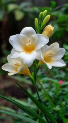 Elegant White Freesia Bloom with Yellow Centers Against Lush Greenery Floral Still Life Delicate Beauty and Freshness Garden Scene