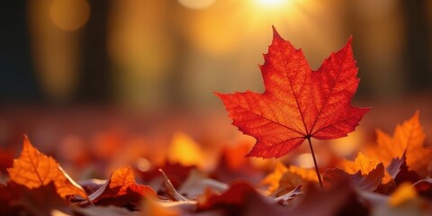 Autumnal Glow A Single Crimson Leaf Basking in the Golden Hour Sunlight Amongst a Carpet of Fallen Foliage