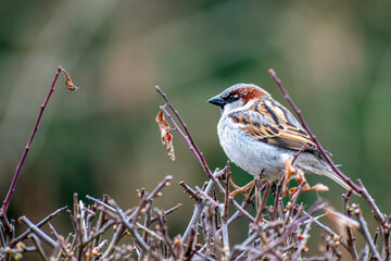 Ein Spatz auf einem Ast