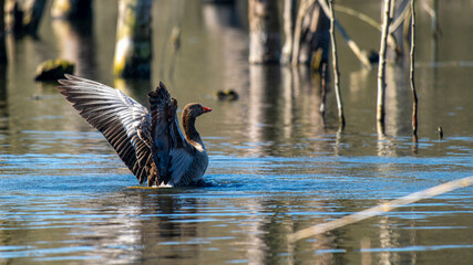 Eine Graugans im Wasser