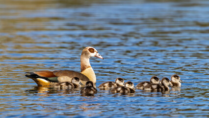 Ein Nilgans Pärchen mit kleinen Küken