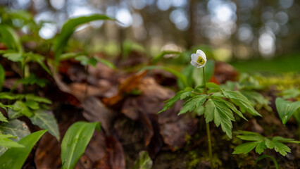 Wald in Erlen - Schweiz