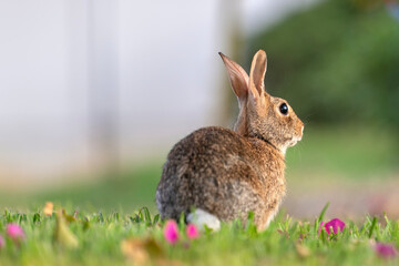 Wild rabbit in nature. Grey small hare eating grass on Florida backyard