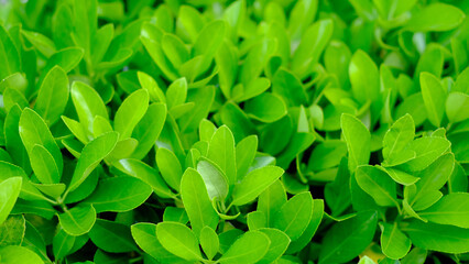 Close-up of fresh green leaves with a vibrant and healthy appearance
