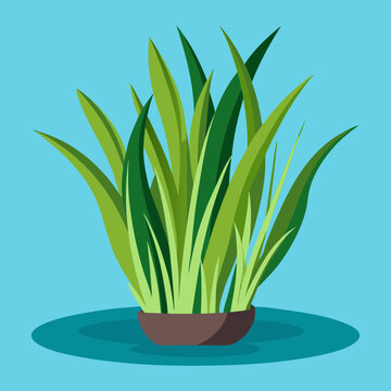 Download Nice Water Vallisneria Plant Vector  Eps File For Design.