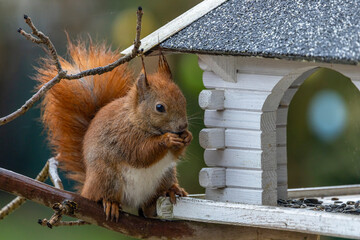 ein Eichhörnchen an einem Vogelhaus